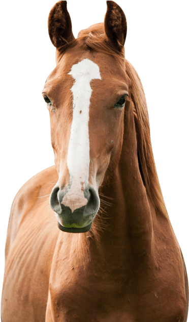 A Police Horse Named Jacob Is "trying His Hoof" At - Sorrel Clipart (1200x630), Png Download