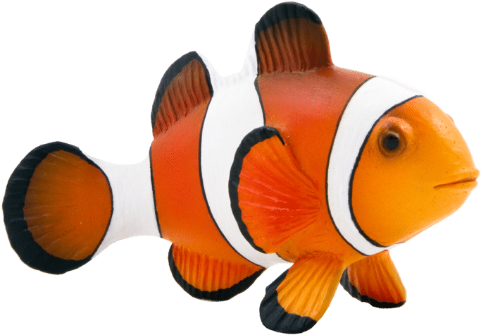 Colores Del Pez Payaso - Clown Fish Clipart (759x759), Png Download