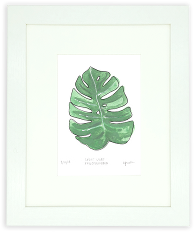 The Split Leaf Philodendron Is Such A Beautiful Tropical - Floral Design Clipart (498x664), Png Download