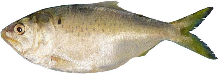 Brevoortia Patronus - Gulf Flounder Clipart (850x377), Png Download