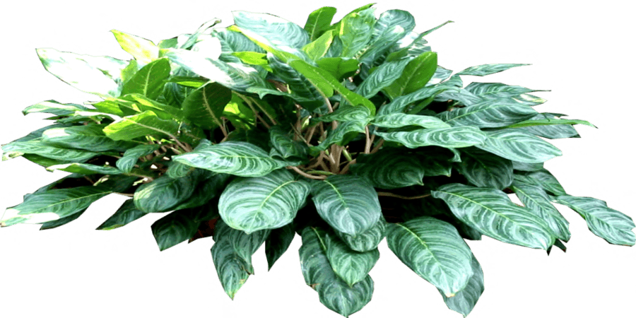 6 - Philodendron - - Houseplant Clipart (900x450), Png Download