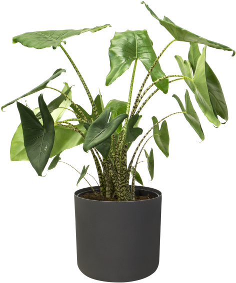 Home > Collection > B - Houseplant Clipart (749x750), Png Download