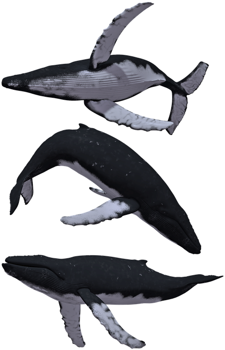 Whale Whales Humpback Baleen Animal Mammal Sea - Humpback Whale White Background Clipart (493x720), Png Download