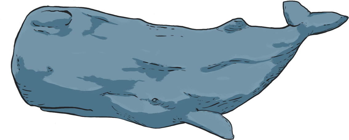 What Is Photo-identification - Blue Whale Clipart (1134x457), Png Download