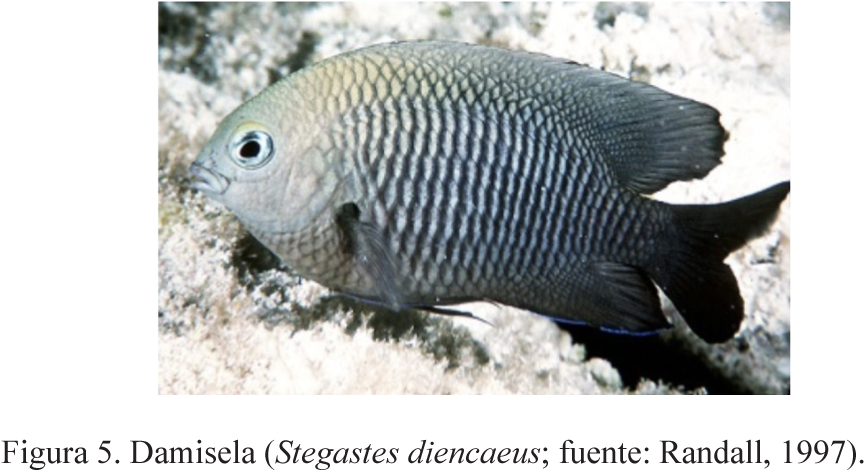 De Acuerdo Con Los Resultados Obtenidos, Las Tres Especies - Pomacentridae Clipart (865x470), Png Download