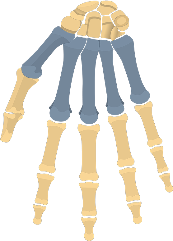 Anterior View - Cartoon Clipart (1200x831), Png Download