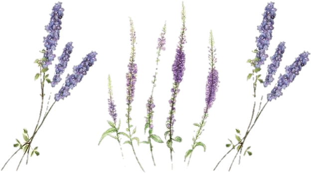 #lavander #lavender #freetoedit #flowers #flower #wildflower - 薰衣草 刺青 Clipart (700x700), Png Download