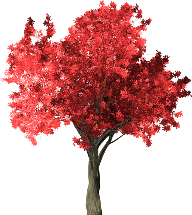 Arbol Rojo Png Clipart (644x720), Png Download