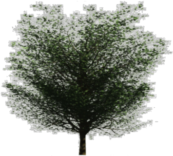 Mexican Pinyon Clipart (661x496), Png Download