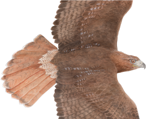 Drawn Hawk Red Tail Hawk - Turkey Clipart (640x480), Png Download