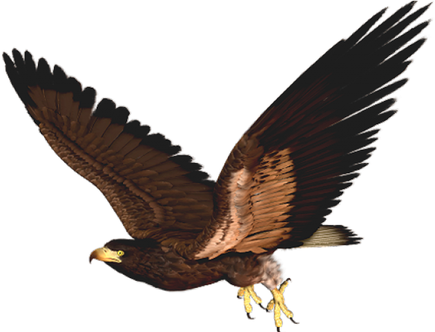 Red Tailed Hawk Clipart Helang - Clipart Hawk - Png Download (640x480), Png Download