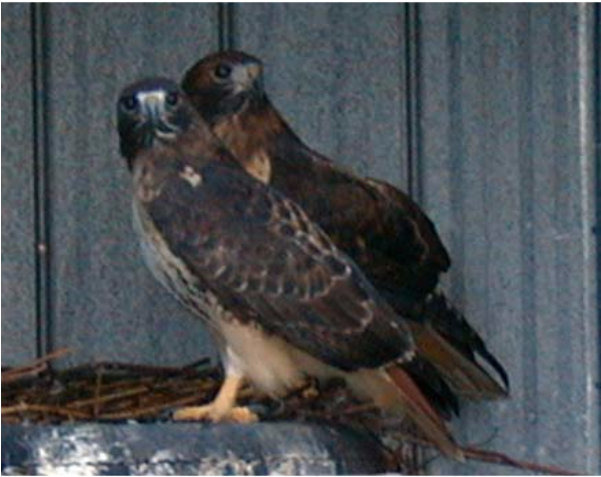 / - Red-tailed Hawk Clipart (600x600), Png Download