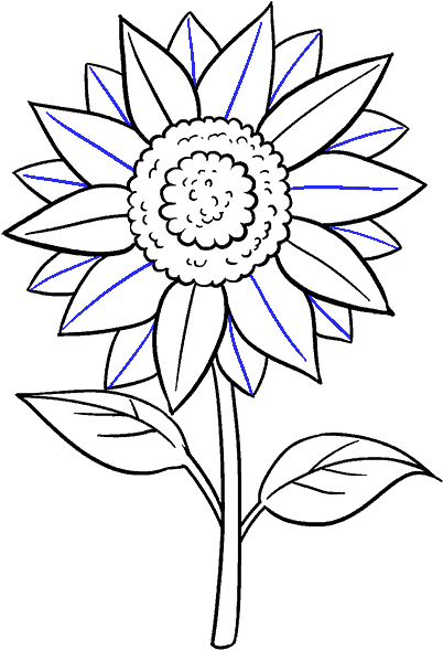 Drawn Flower Sunflower - Easy Sun Flower Drawing Clipart (678x600), Png Download