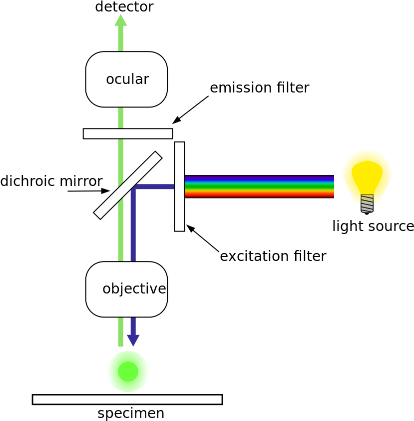 Center For Advanced Microscopy - Fluorescenční Mikroskop Clipart (836x857), Png Download