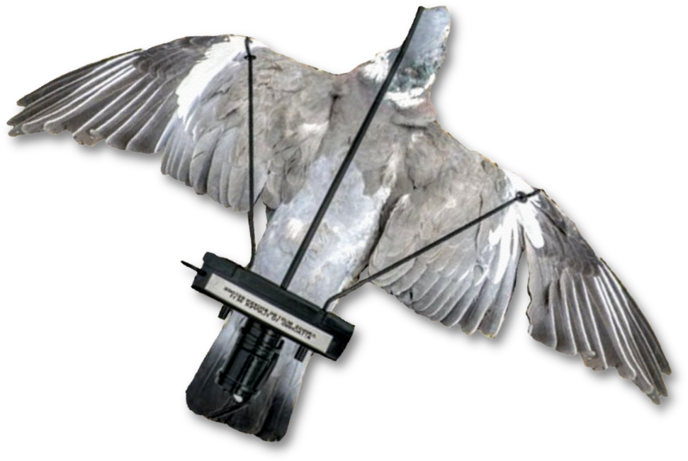 Image Of A Dead Pigeon Mounted Onto The Pigeon Turbo - Due Flapper Clipart (1000x1000), Png Download