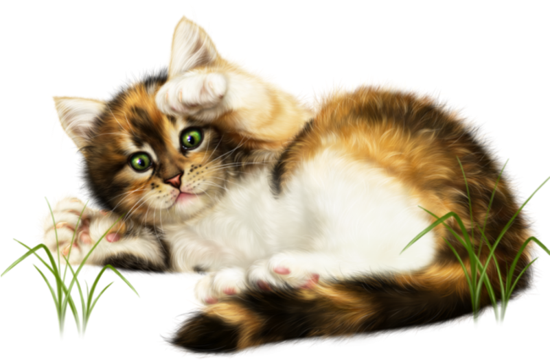 #kitten #kitty #cat #cute #playtime #layingdown #ftestickers - Schönen Sonntag Wünsch Ich Euch Clipart (800x800), Png Download