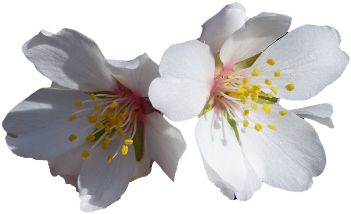 Flores, Blancas, Almendro, Flores Blancas, Naturaleza - Fiori Di Mandorlo Immagini Clipart (960x720), Png Download