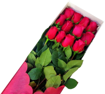Caja 12 Rosas Rojas - Caja De 12 Rosas Clipart (570x557), Png Download