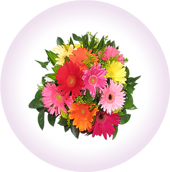 El Yugo Para Tu Boda - Barberton Daisy Clipart (600x600), Png Download