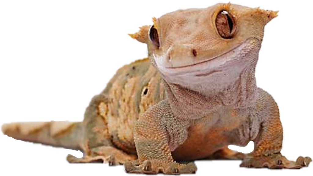 Gecko Sticker - Crested Geckos Petco Clipart (1024x577), Png Download