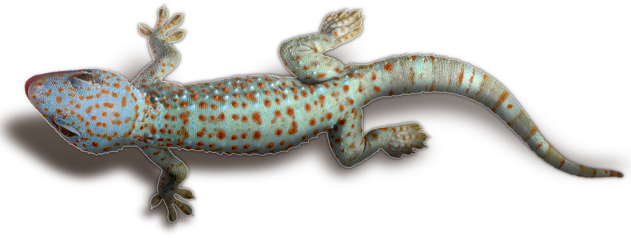 Download Geckos Transparent Png Free Transparent Png - Transparent Gecko Png Clipart (1241x469), Png Download