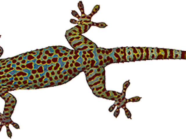 House Gecko Clipart (640x480), Png Download