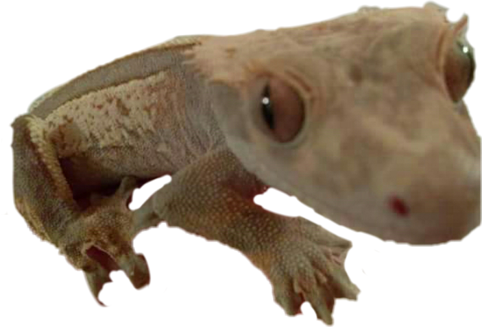 Turkish Gecko Clipart (703x478), Png Download