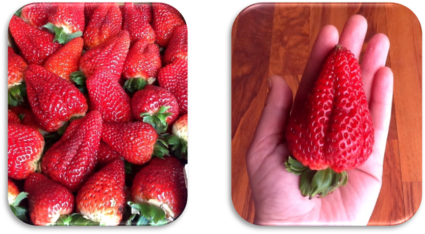 Fresas - Frutti Di Bosco Clipart (841x467), Png Download