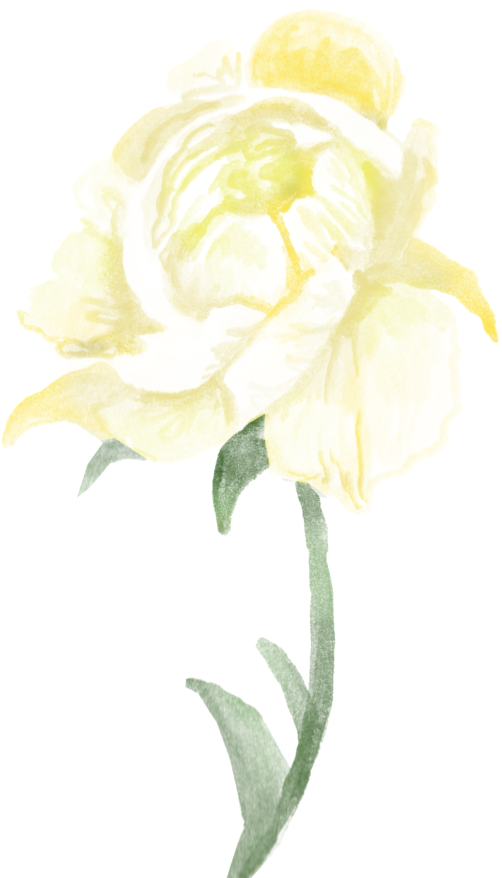 Transparente Png Ornamental Para Ramas De Flores Blancas Clipart (1024x1792), Png Download
