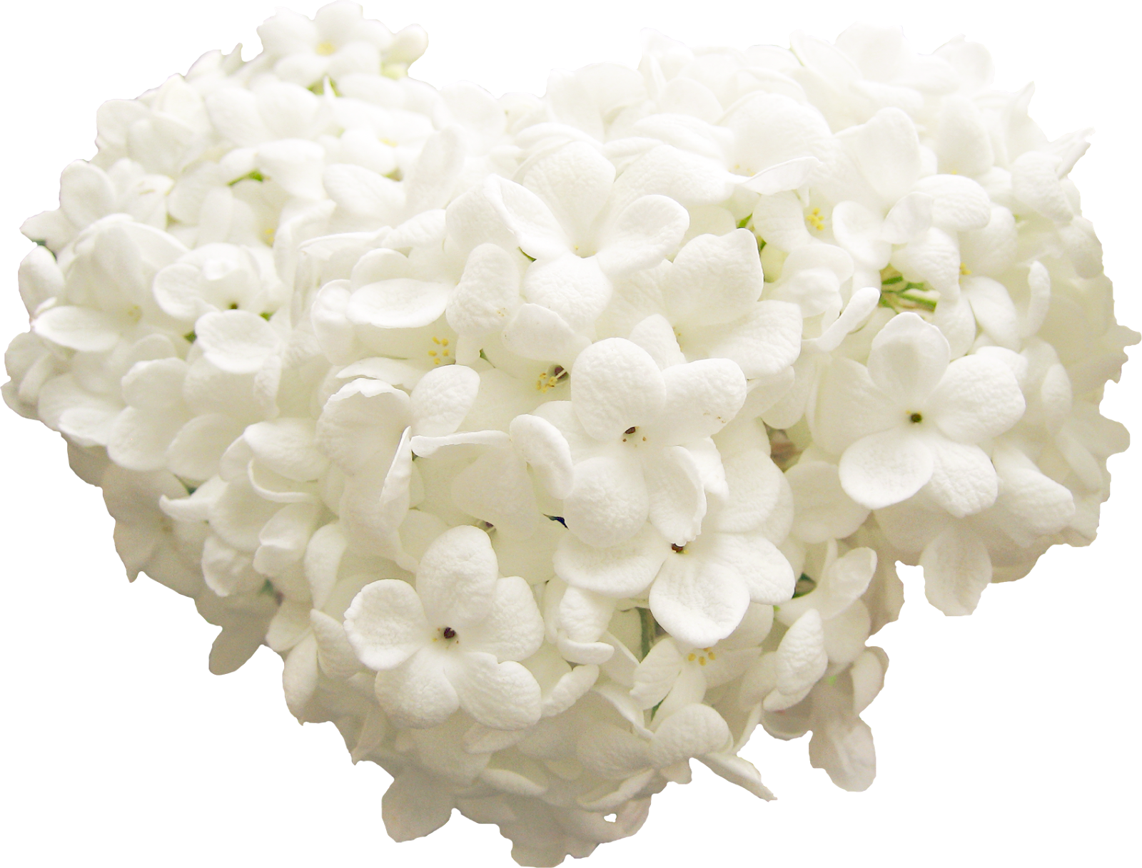Corazon Con Flores Blancas - الصلاة والسلام عليك يا حبيبي يا رسول الله Clipart (1600x1217), Png Download