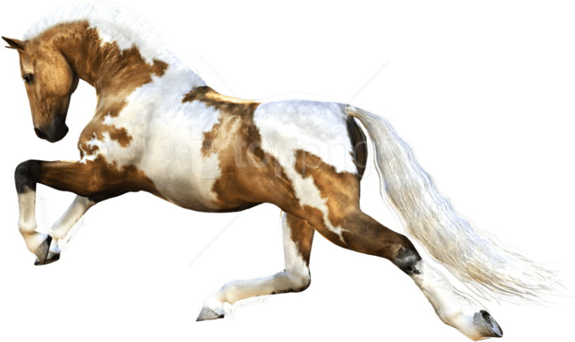 Free Png Download Horse Running Png Images Background - Running Horse Image Png Clipart (850x619), Png Download