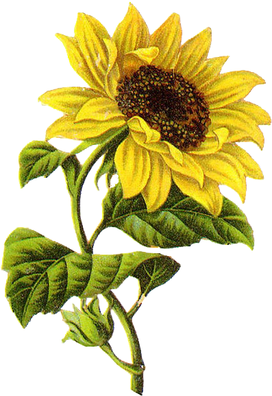 Common Sunflower Sketch Transprent - Sunflower Illustration Png Clipart (528x583), Png Download