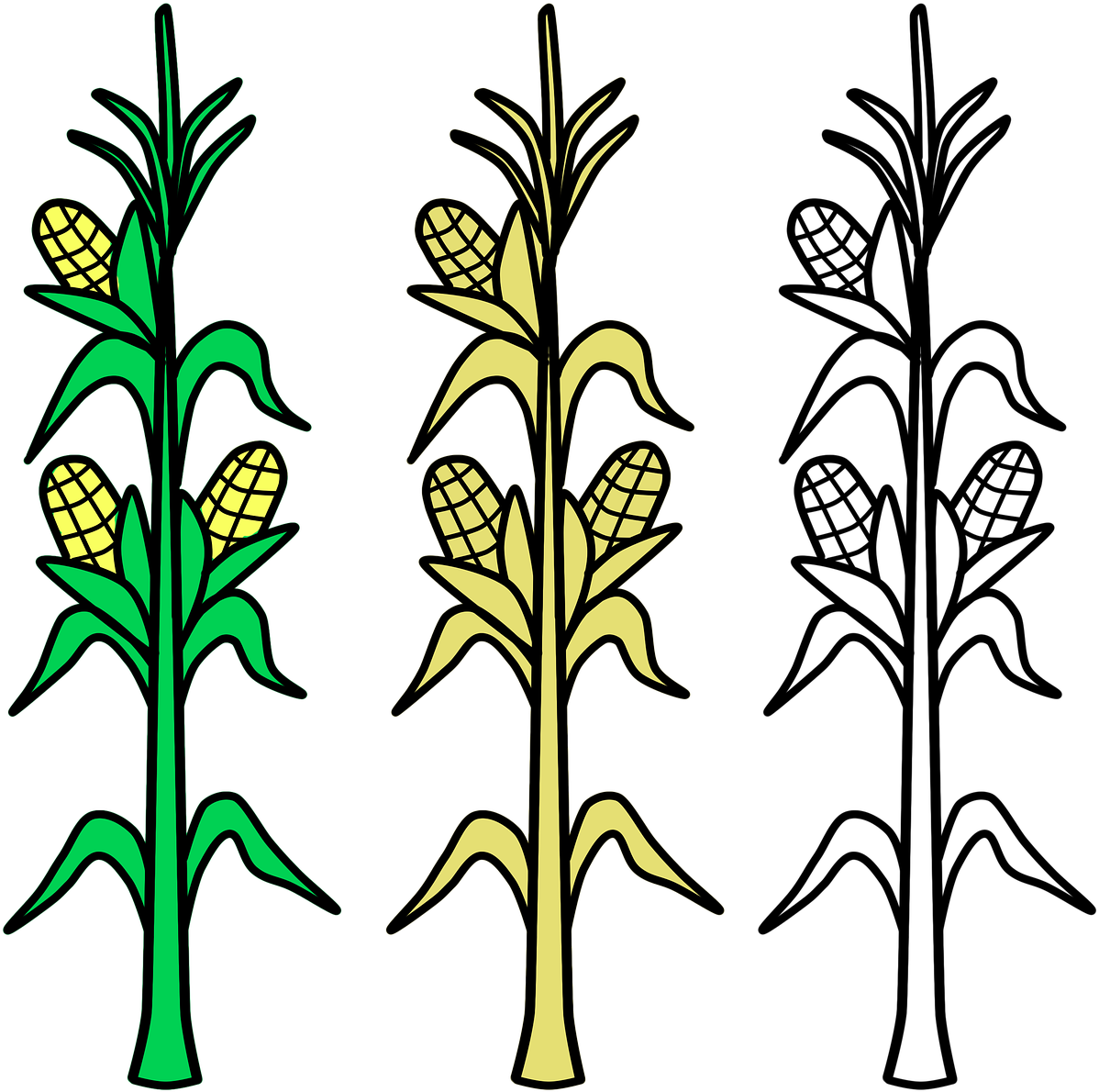 Corn Field Vector Agriculture Png Image - Plantas De Maiz Para Colorear Clipart (1280x1280), Png Download