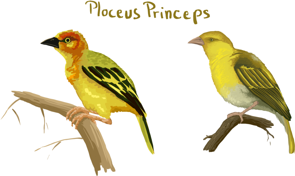 Old World Oriole Clipart (1200x720), Png Download