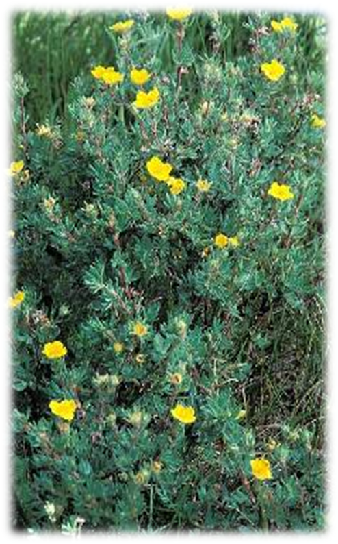 Duration - Perforate St John's Wort Clipart (494x794), Png Download