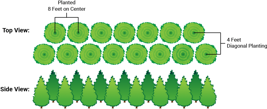 Stagered Planted Thuja - Staggered Green Giant Arborvitae Clipart (900x402), Png Download