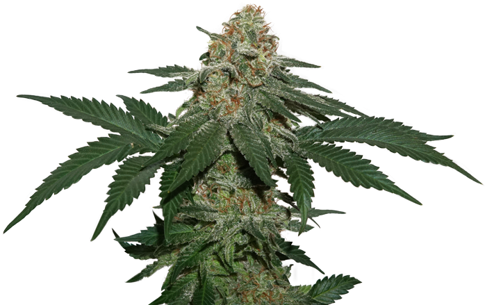 Kush Png - Kush Clipart (800x533), Png Download