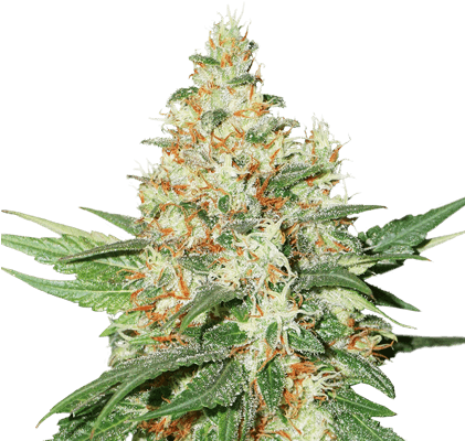 Kush Auto - Kush Clipart (1000x700), Png Download
