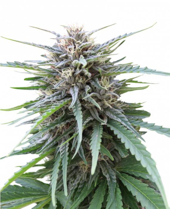 Frizzy Kush - Kush Clipart (1000x700), Png Download