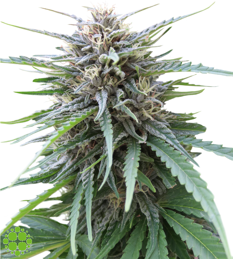 Image - Frizzy Kush Clipart (800x984), Png Download