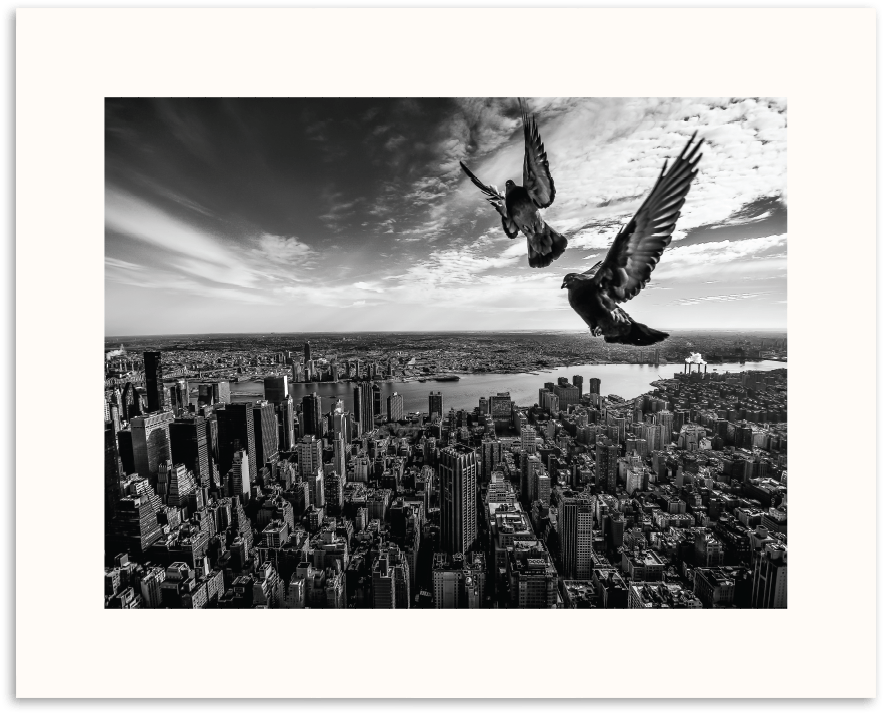 Photographers Lane Pigeons On The Empire State Building - Turkey Vulture Clipart (900x900), Png Download