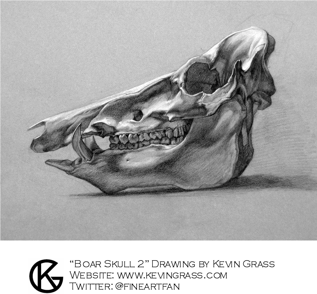 Kevin Grass, Artist - Boar Skull Drawn Clipart (1080x1080), Png Download
