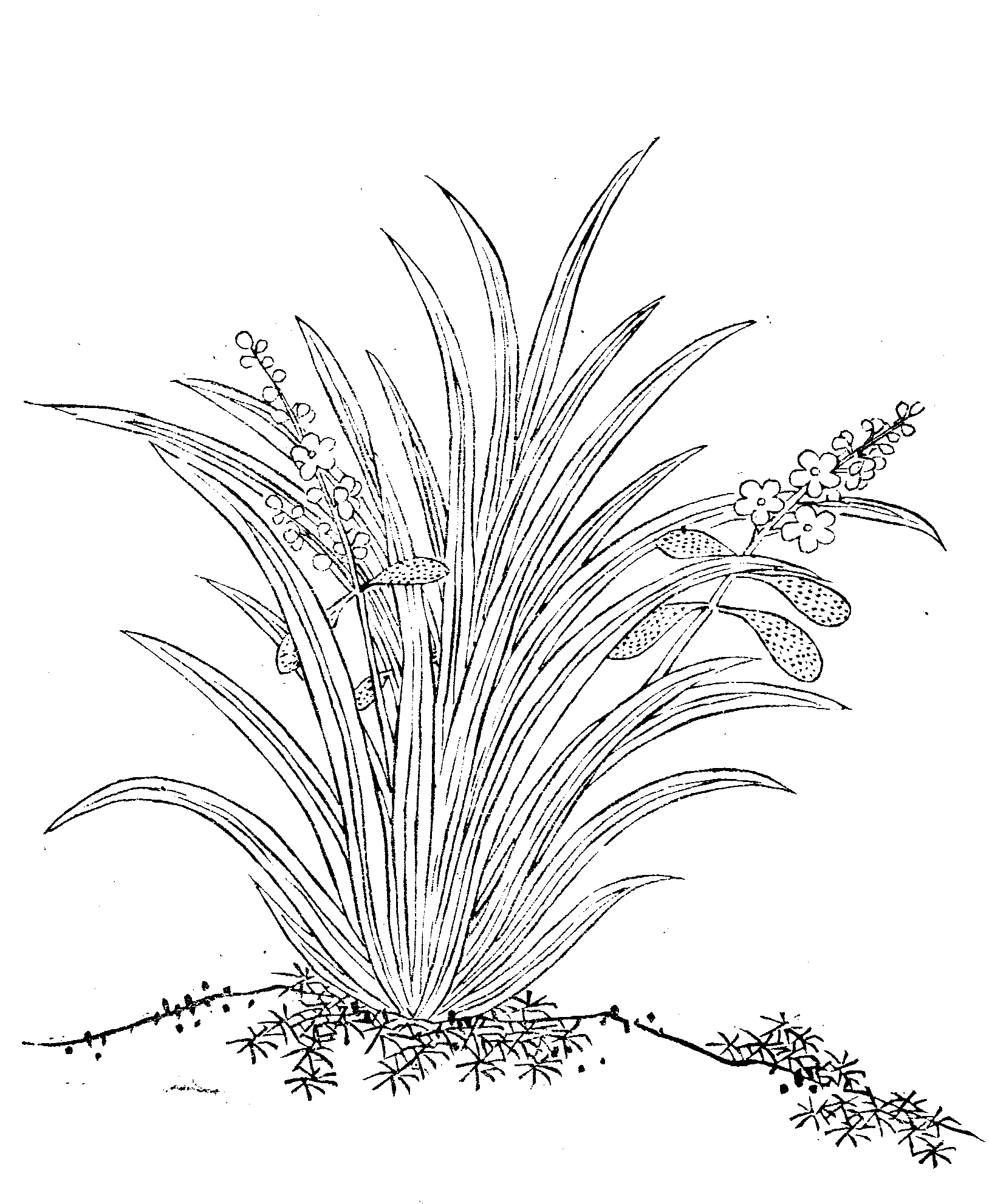 File - Imperial Encyclopaedia - Plant Kingdom - Pic448 - Line Art Clipart (1628x1983), Png Download