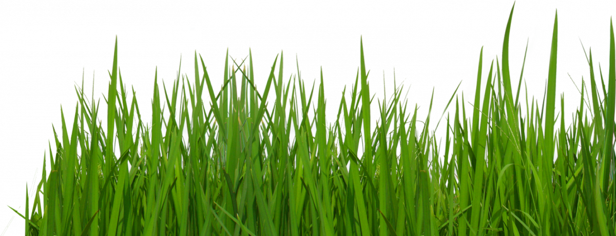 Grass Transparent Clipart (1200x461), Png Download