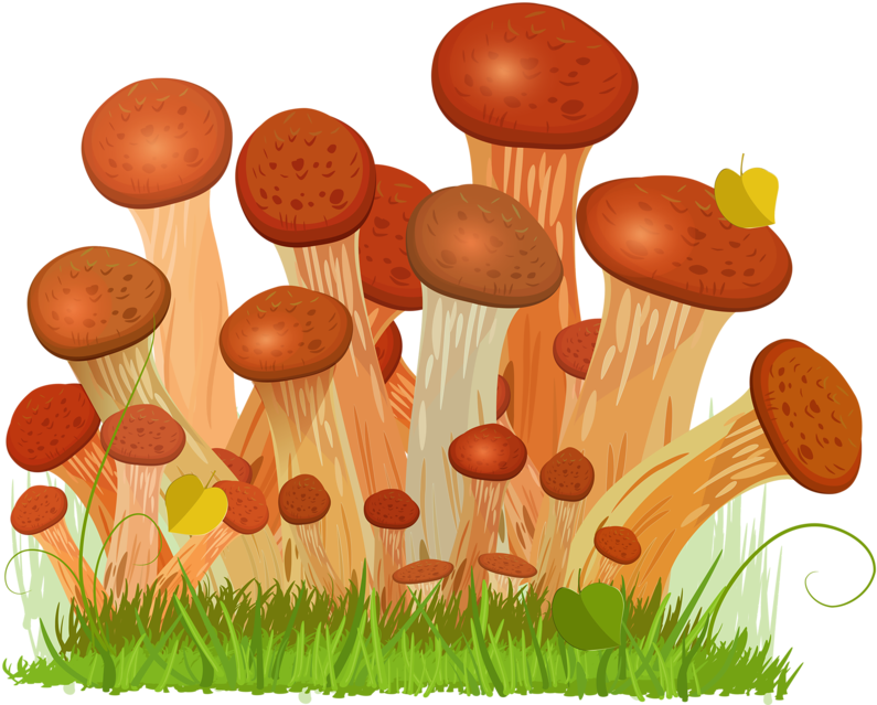 Honey Fungus Edible Mushroom Euclidean Vector Drawing - Honey Fungus Clipart (800x652), Png Download