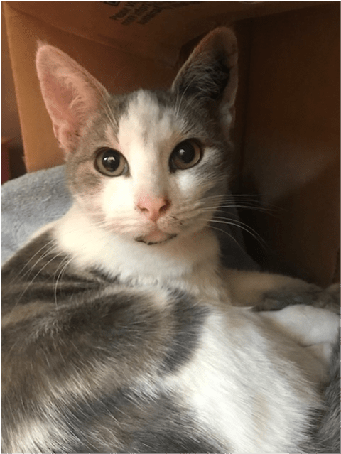 Photo Of Mushu - Domestic Short-haired Cat Clipart (638x638), Png Download