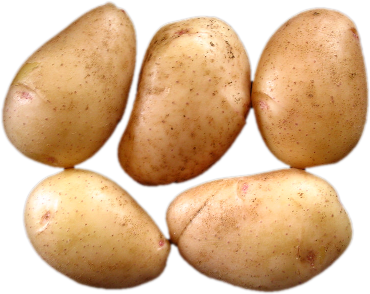 Russet Burbank Potato Clipart (783x611), Png Download