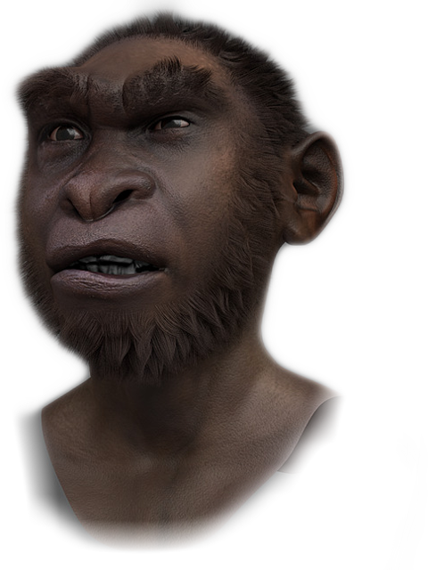 Gorilla Clipart (480x640), Png Download