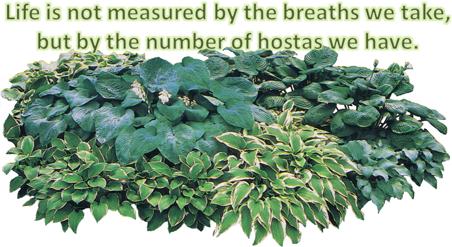 More Information Contact Dixieregion@gmail - Transparent Hosta Png Clipart (960x504), Png Download