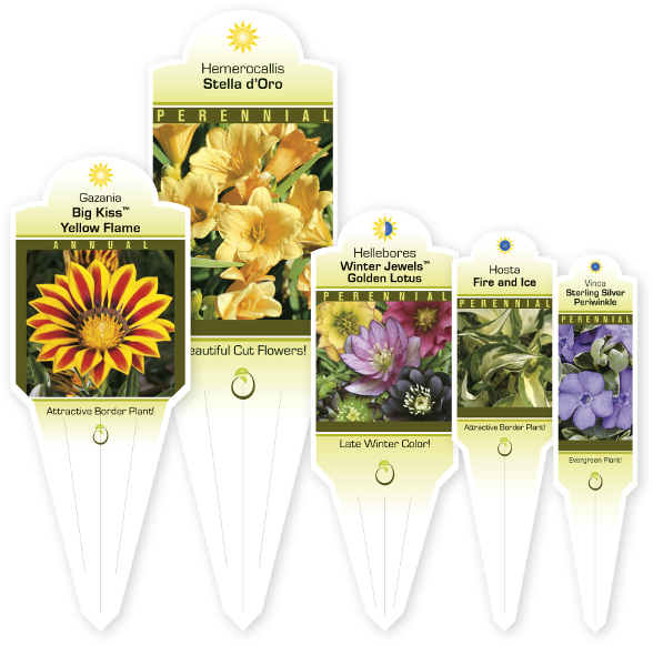 C - African Daisy Clipart (611x614), Png Download